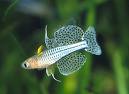 Spotted Blue-eye - Medium - 1 to 1.25 inches