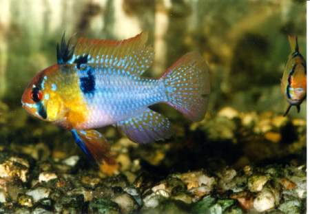 Blue German Ram - Large - 2 to 2.5 inches (Picture is a 2 inch Large)