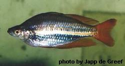 Western Rainbowfish