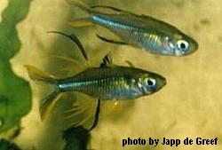 Celebes Rainbow - Large - 2 inches