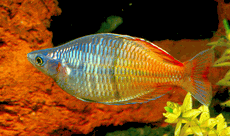 Boesemani Rainbow - Medium - (2.5 inches)