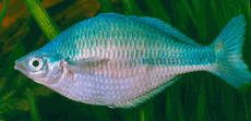 Turquoise Rainbow -  Medium (2 - 2.5 inches)