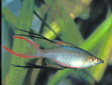 Threadfin Rainbow - Large - 1.5 to 2 inches
