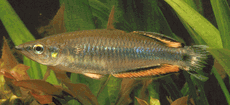 Madagascar Rainbow - Regular - 1.5 to 2 inches