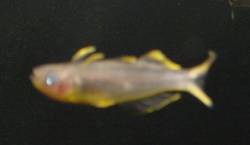 Forktail Blue-eye (1.5 inch)