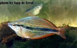 Goyder River Rainbow - Medium - (2.5 to 3 inches)