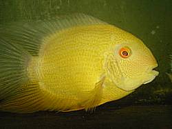 Gold Severum - Regular - (1.5 to 2 inches)