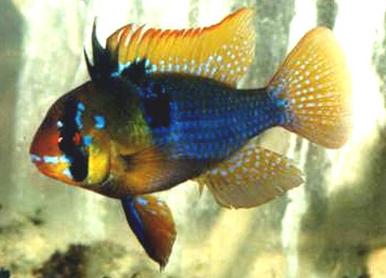 Cichlids of South and Central America