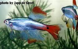 Long Fin Red White Cloud - Large - 1.5 inches