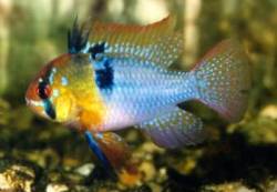 Blue German Ram - Medium - 1.5 - 2 inches (Picture is a 2 inch Large)