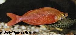 New Guinea Rainbow - Large - 3 to 3.5  inches