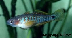 Peacock Gudgeon - Regular - 1 to 1.25 inches