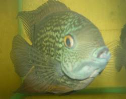 Peruvian Green Severum - Regular - (1.5 to 2 inches)