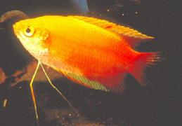 Red Gold Honey Gourami - Medium (1 to 1.5 inches)