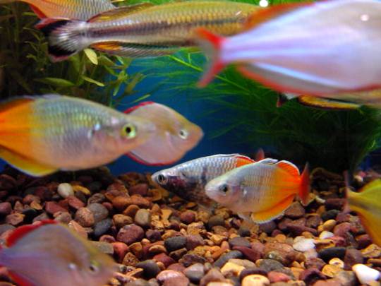 RainbowFish of Papua New Guinea and Irian Jaya
