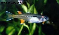 Southern Pacific Blue-eye - Medium - 1 to 1.25 inches