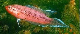 Spiketail Paradise - Medium - (2 inches)