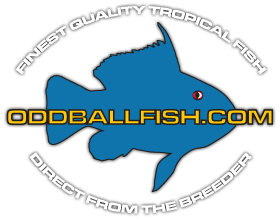 Oddball Fish - Freshwater Tropical Aquarium Fish