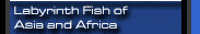 Labyrinth Fish of Asia and Africa