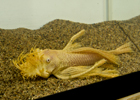 Longfin Albino Bristlenose Pleco - Extra Large