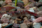 Red Crystal Shrimp