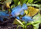 Electric Blue German Ram - Medium