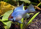 Electric Blue German Ram - Large