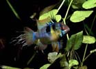 Blue German Ram - Large