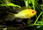 Gold German Ram - Medium