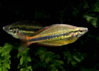 Goyder River Rainbow - Regular