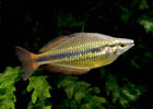 Goyder River Rainbow - Medium