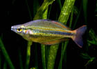 Goyder River Rainbow - Large