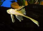 Longfin Albino Bristlenose - Regular