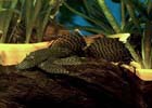 Longfin Chocolate Bristlenose Pleco- Extra Large