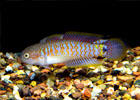 Peacock Gudgeon - Regular