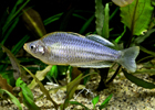 Pygmaea Rainbow - Regular