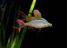 Threadfin Rainbow - Large