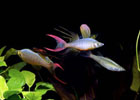 Threadfin Rainbow Print