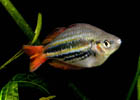 Western Rainbowfish - Medium