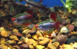 Longfin Red & White Cloud — alternate view