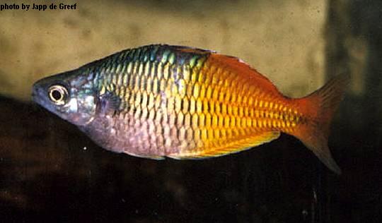 Boesemani Rainbow