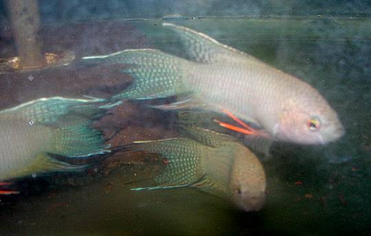 Black Paradise Fish