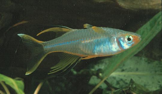 Celebes Rainbow — alternate view