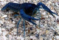 Electric Blue Crayfish