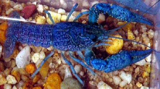 Electric Blue Crayfish — alternate view