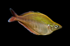 Bleher's Rainbow — alternate view