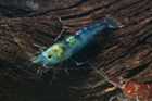 Red Crystal Shrimp