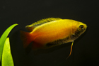 Red Gold Honey Gourami