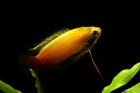 Red Gold Honey Gourami — alternate view