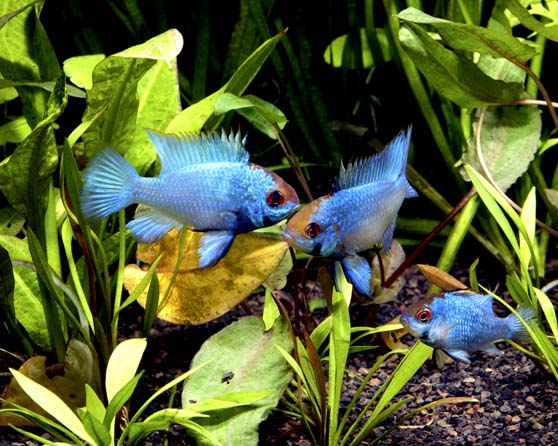 Electric Blue German Ram